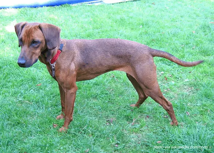 Tyrolean Hound standing on the lawn