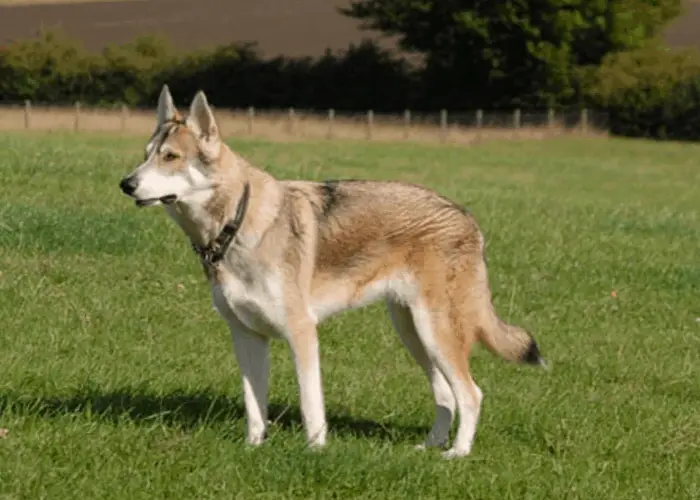 Utonogan dog standing on the lawn