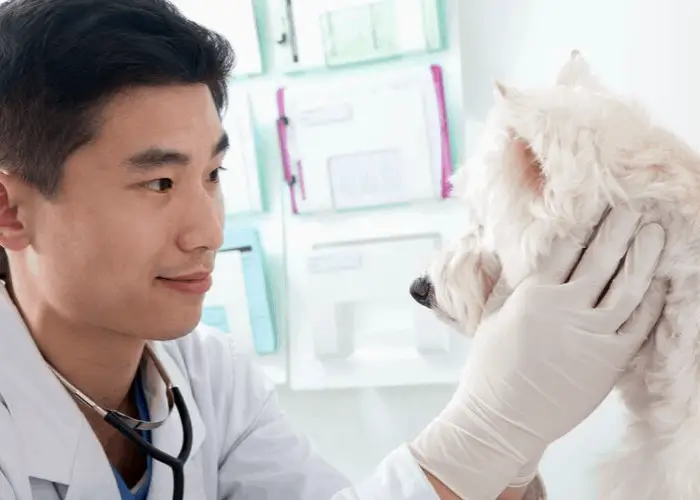 Vet examining a dog