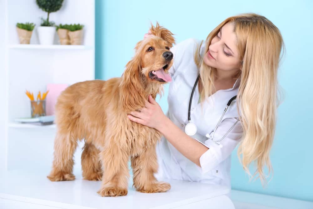 Veterinarian examining a cocker spaniel