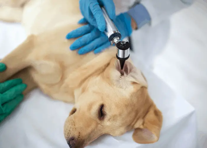 Veterinarian examining a labrador's ear