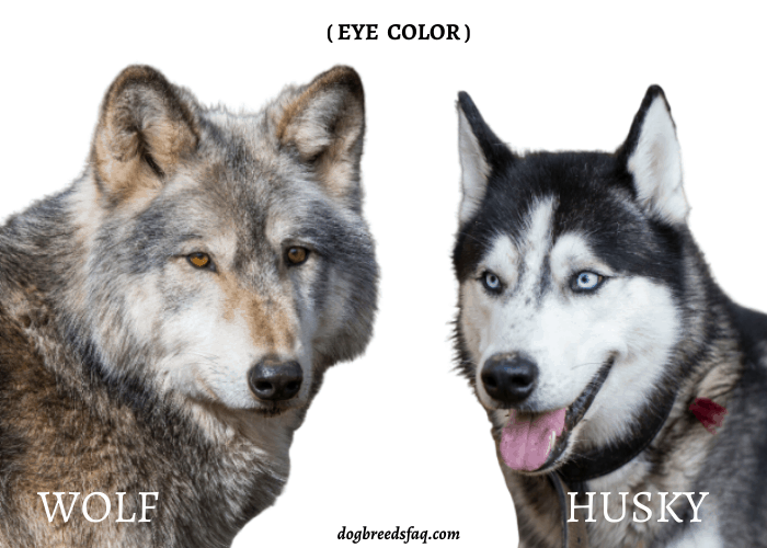 WOLF VS HUSKY eye color