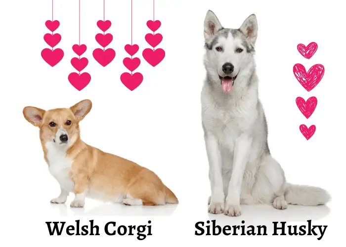 Welsh Corgi and Siberian Husky and hearts on white background