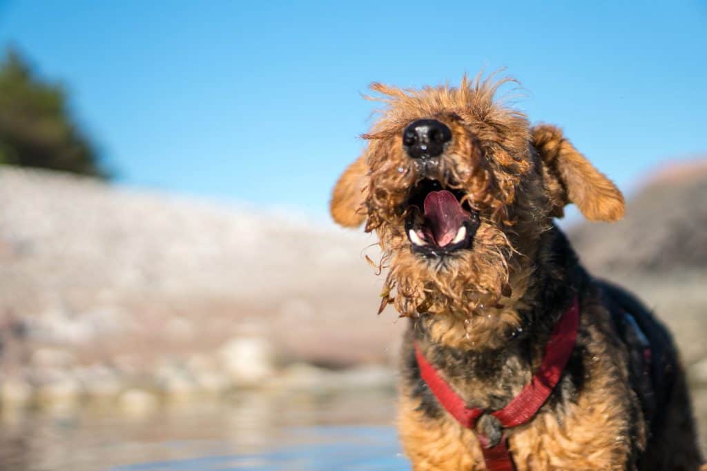 Welsh Terrier barking