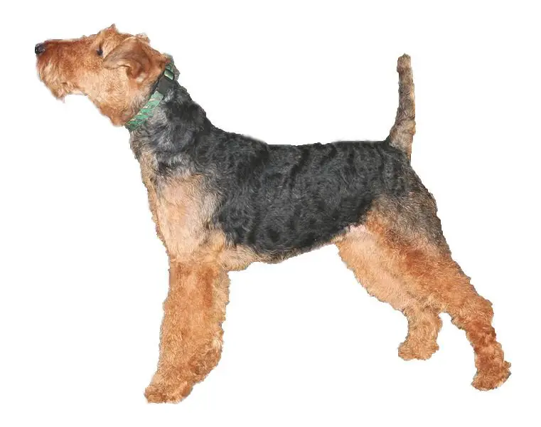 Welsh Terrier side view on white background