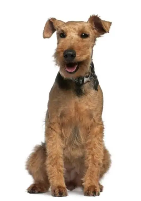 Welsh Terrier, sitting in front of white background
