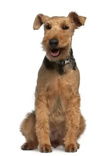 are welsh terriers friendly or dangerous to strangers