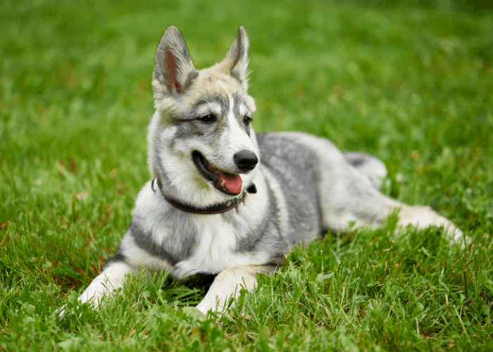 West Siberian Laika puppy resting on the green grass