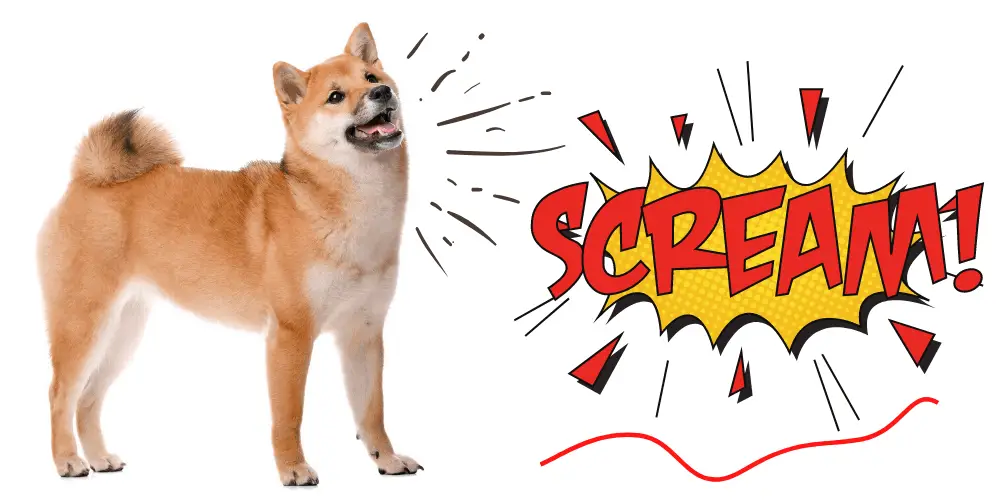 What is a Shiba Inu Scream featured image