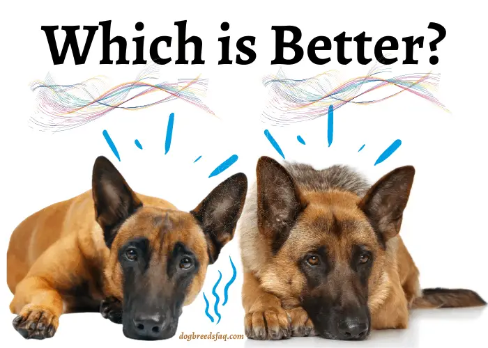 Which is better between belgian malinois vs. german shepherd image