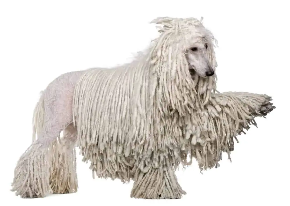 White Corded standard Poodle photographed against a white background