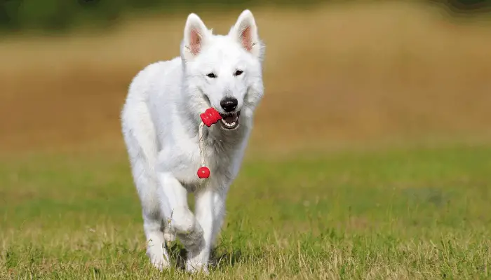 White Swiss Shepherd Dog playing at the park