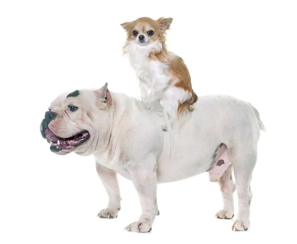 White american bully and chihuahua riding on its back
