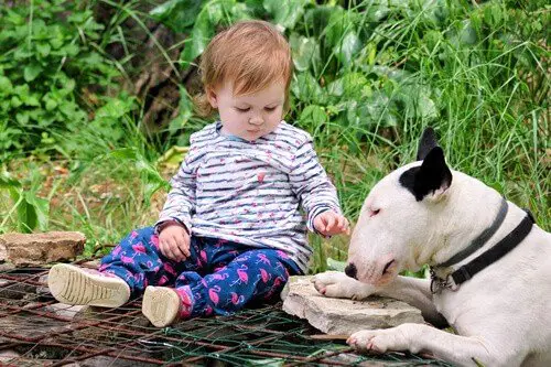 White bull terrier playing with a child in a park sorrounded by green plants and bushes