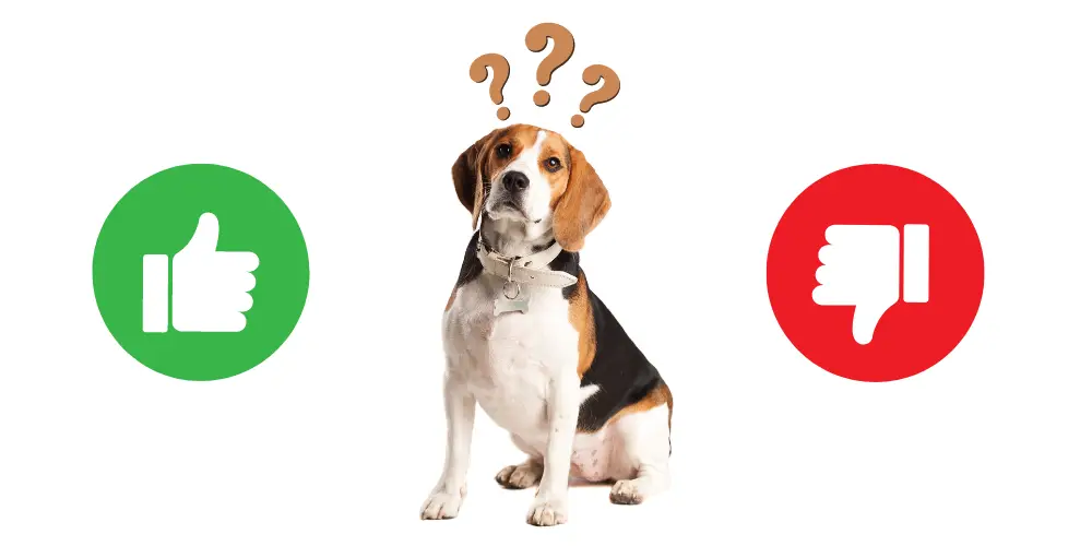 Why Beagles Are the Worst Dogs article featured image