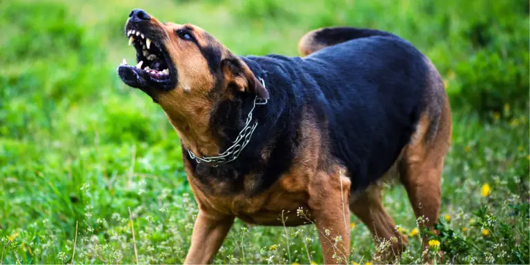 Why Do Dogs Attack Without Warning? | Dog Breeds FAQ