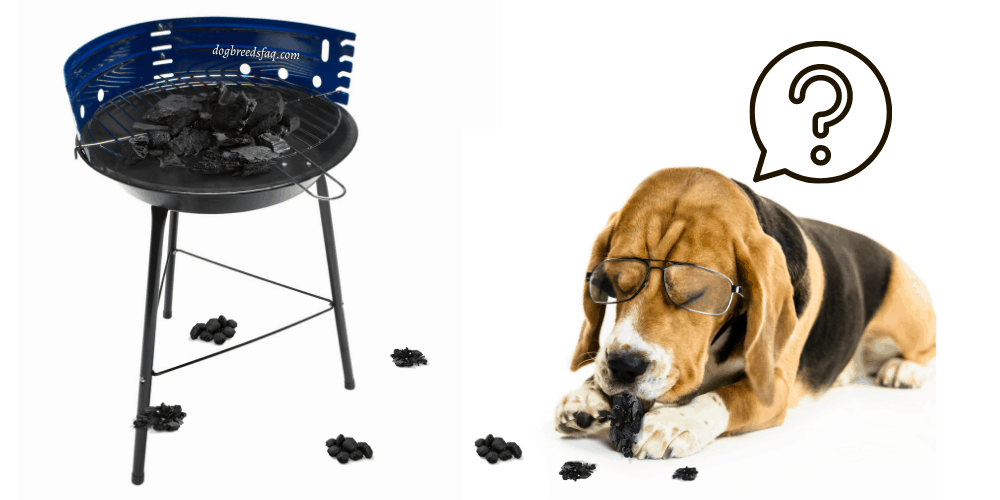 Why Do Dogs Eat Charcoal article featured image