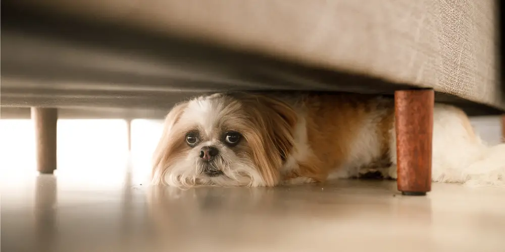 Why Do Dogs Go Under The Bed article featured image