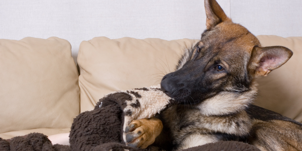 Why Do Dogs Nibble on Blankets article featured image
