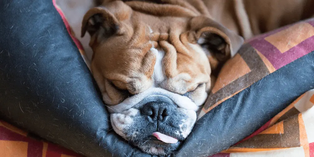 Why Do Dogs Sleep with Their Tongues Out article featured image