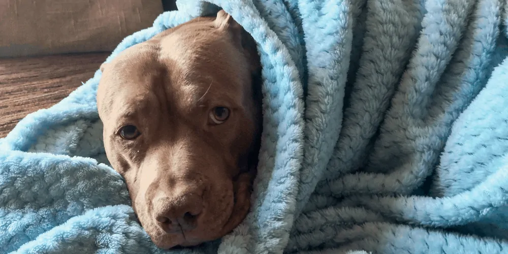 Why Do Pit Bulls Like to Sleep Under Blankets featured image