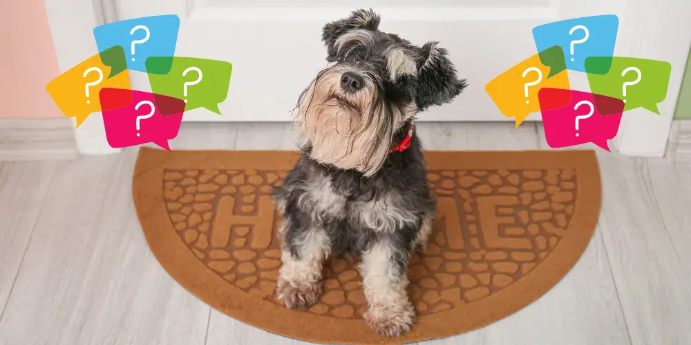 Why Schnauzers Are the Worst Dogs article featured image