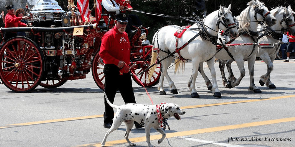 Why are Dalmatians Fire Dogs featured image