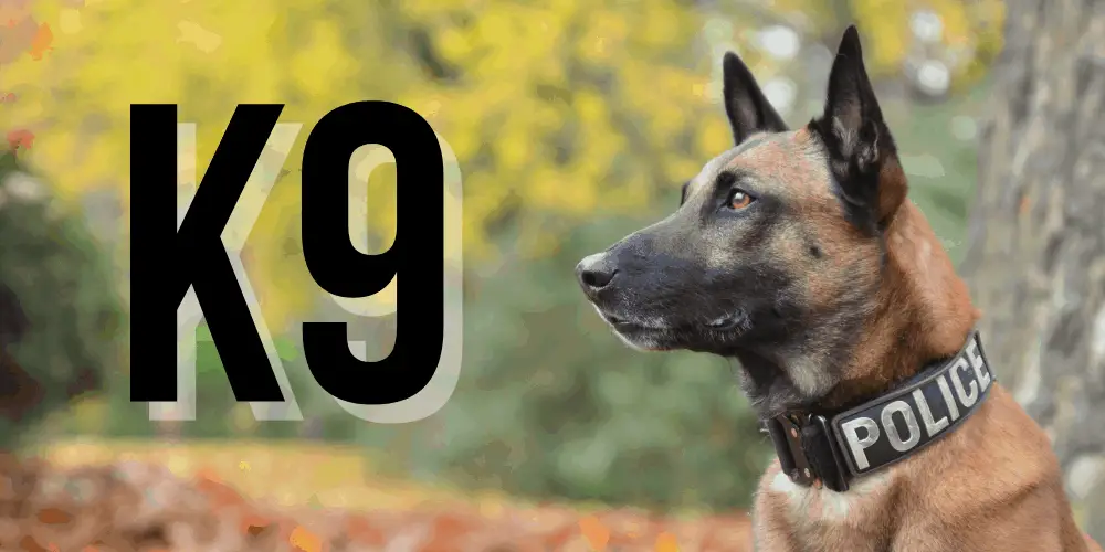 Why are Dogs called K9 featured image