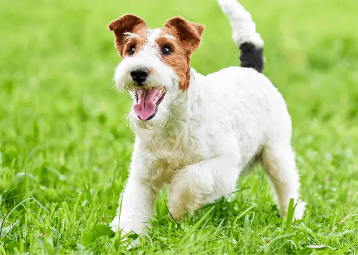 Wire Fox Terrier playing on the lawn