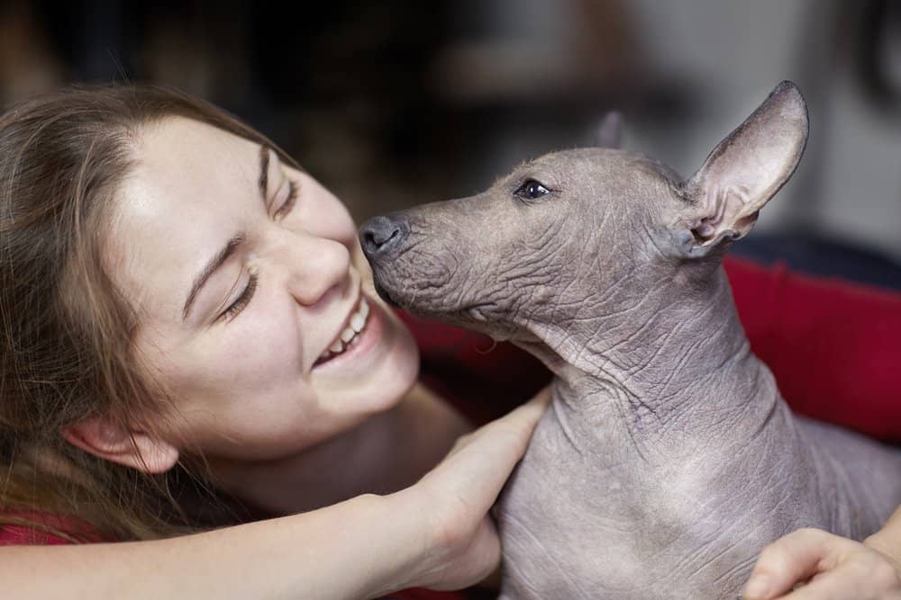 Xoloitzcuintli dog with young, smiling girl