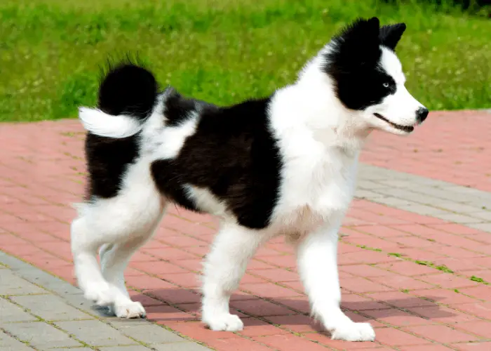 Yakutian Laika puppy walking on the cemenred floor