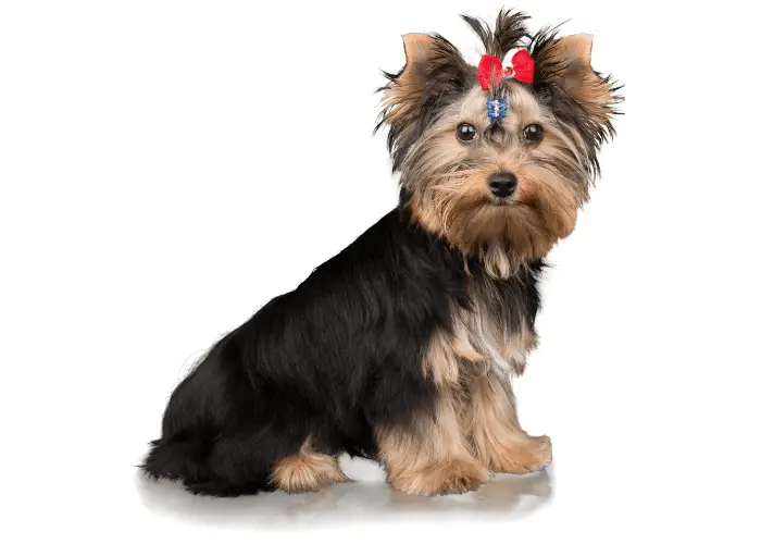 Yorkshire Terrier sitting on white background