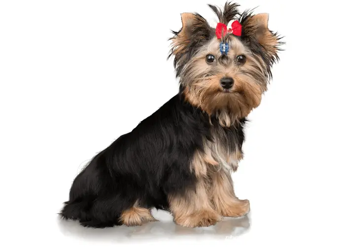 Yorkshire Terrier image on white background