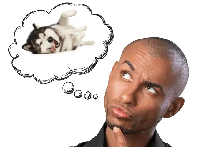 a bald man thinking about his husky's sticking tongue