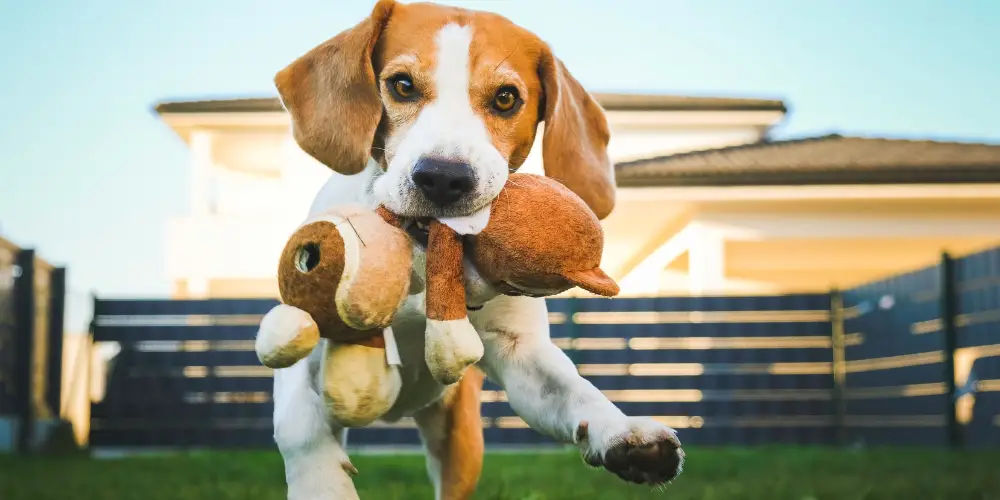 a beagle playing fetch
