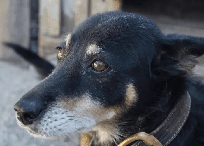 a black dog showing its whiskers