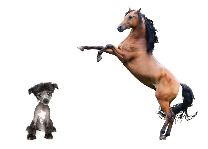 a chinese crested dog and a horse