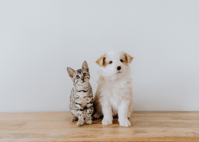 a dog and a cat together