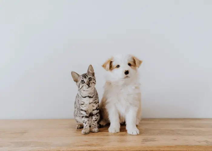 a dog and a cat together