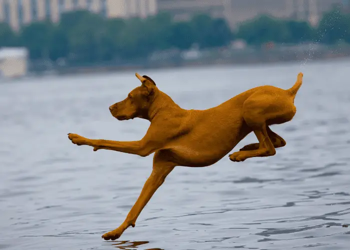 a dog going for a swim