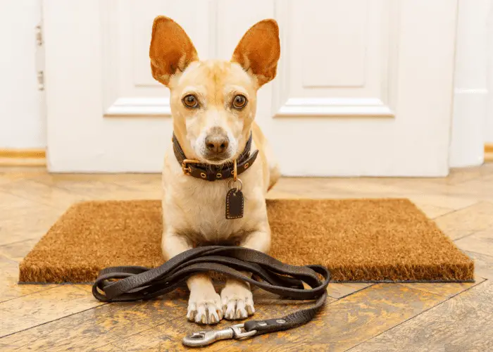 a dog ready for a walk