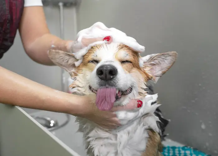 a dog taking a bath