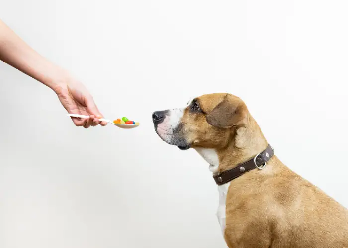 a dog taking some medication pills