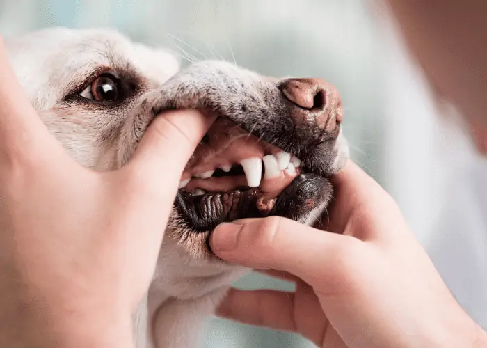 a dog with missing tooth