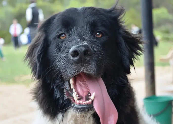 a dog with sticking tongue