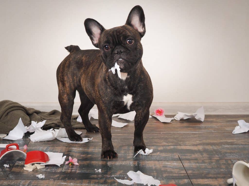 a french bulldog made a mess at home