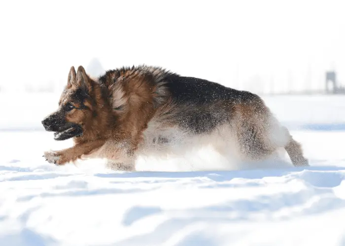 a gsd running to retrieve something