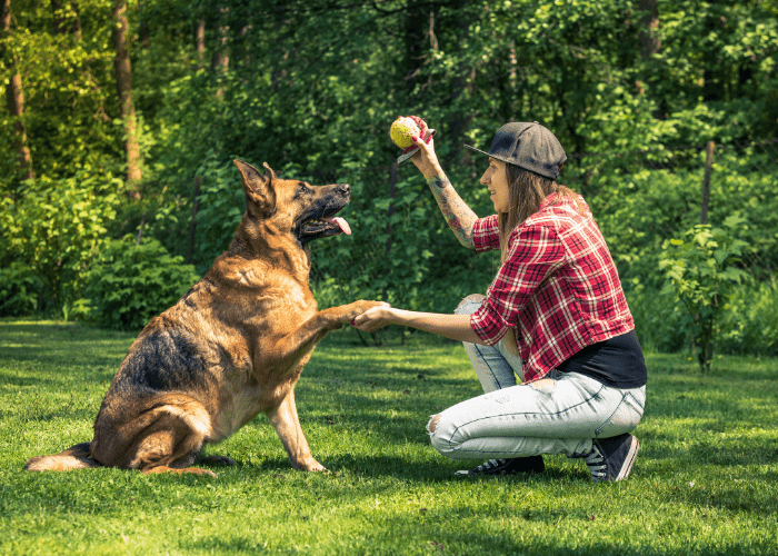 These are all basic commands that are not only easier to understand than others but are commands that you'll find yourself using all the time throughout the early months of your dog's life. After the puppy understands these basic commands, others can trickle in over time.