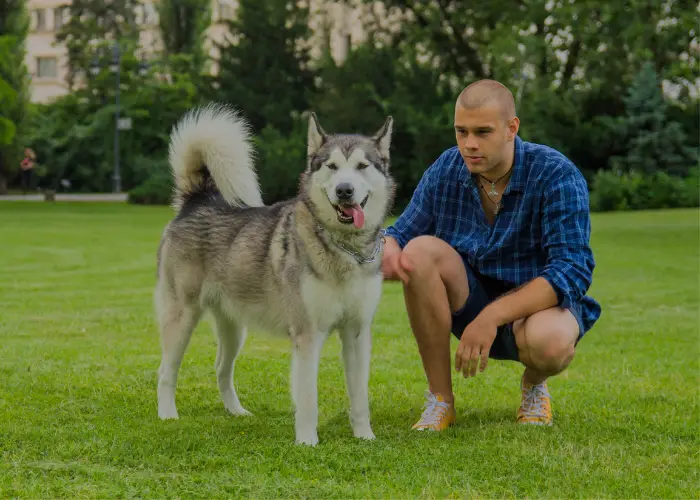 a male owner with his malamute on the lawn