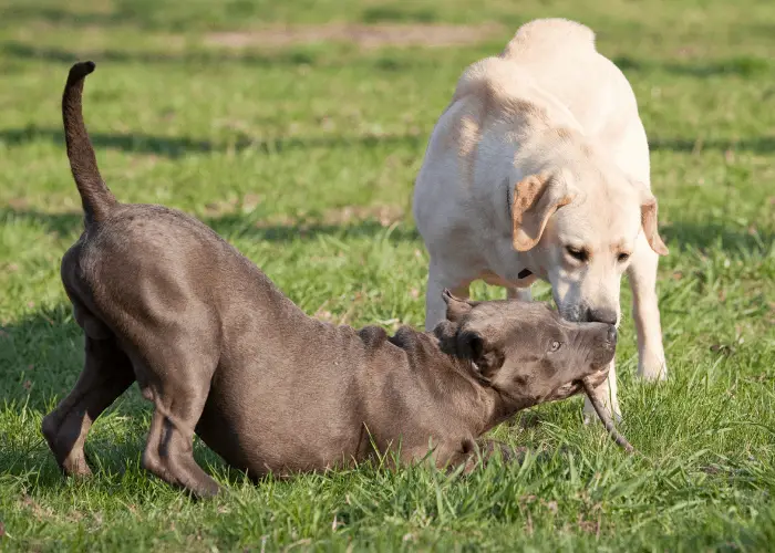 a pit bull and labrador playing at the farm